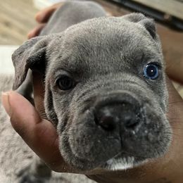 Cane Corso from Midwest Cane Corso