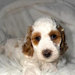 Lumiere - Parti male Goldendoodle puppy in Beecher, Illinois from Erica’s Doodles