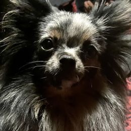Willow - Pomeranian