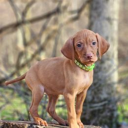 Vizsla, Weimaraner, and Wirehaired Vizsla Puppies from Willow Ridge Kennel