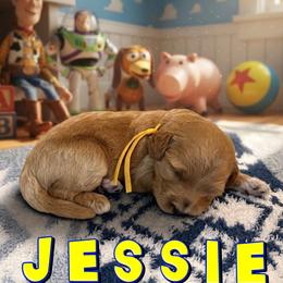 Jessie - Apricot female Goldendoodle puppy in Houston, Texas from Golden Life Doodles
