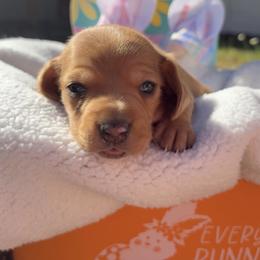 Girl 1 - Red Dapple (hidden) - Dapple female Dachshund puppy in Brandon, Mississippi from A & N Kennels