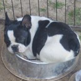 French Bulldogs and Pugs from Yekyua Legends