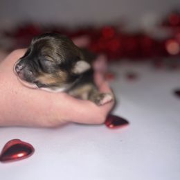 Chihuahua Puppies from Dog Bones N Harmony