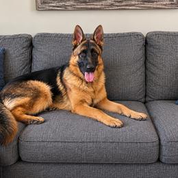 Bison - German Shepherd