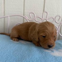 Remi - Red male Dachshund puppy in Rogers, Arkansas from Mini Paws Over the Moon Dachshunds