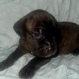 Light brown collar - Black brindle male Cane Corso puppy in Atlanta, Georgia from Brandy Horne