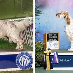 English Setter All Grown Up from Windsor Setters