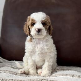 Cedar - Parti male Goldendoodle puppy in St George, Utah from Doodle Bears of Southern Utah