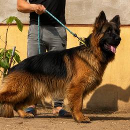 German Shepherd Puppies from Von Gonzalez Kennel