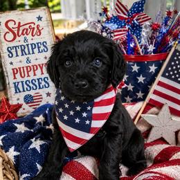Cream collar male  tiger - Black male Goldendoodle puppy in Aurora, Illinois from Chicago Goldendoodles