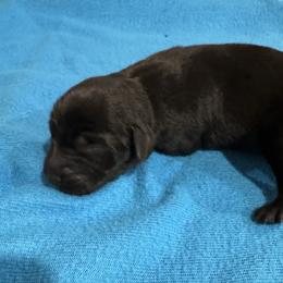 Boy 3 - Black male Labrador Retriever puppy in Conroe, Texas from XOM Retrievers