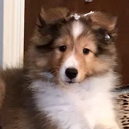 Shetland Sheepdog Puppies from Lone Star Sheltie