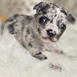 Java Chip - Blue merle female Chihuahua puppy in Plainfield, Indiana from Abby's Pampered Pooches
