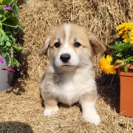 Orion - Red male Pembroke Welsh Corgi puppy in Gulf Breeze, Florida from Cajun Creek's