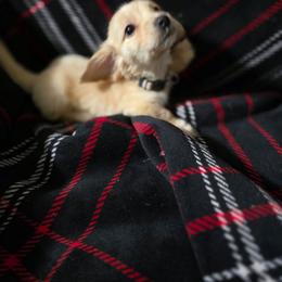 Forest - Red male Dachshund puppy in Adolphus, Kentucky from Walker's Dachshunds