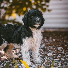 Poodle Puppies from Farmington Ridge llc