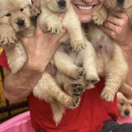 Golden Retriever Puppies from Briarcrest Golden Retrievers
