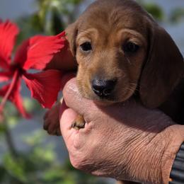 Akc Ivy - Red female Dachshund puppy in Tampa, Florida from Sunkissed Doxies