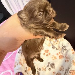 Kitara - Chocolate female Shih Tzu puppy in Orange, California from Shih Tzu Hauz