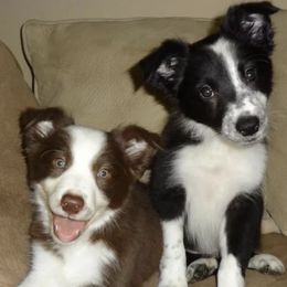 Border Collies from Little  Foxx Farms