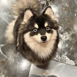 Dior - Pomsky