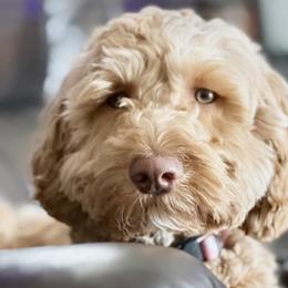Mia - Goldendoodle