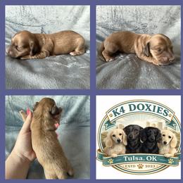 KRISTOFF - Cream male Dachshund puppy in Tulsa, Oklahoma from K4 Doxies