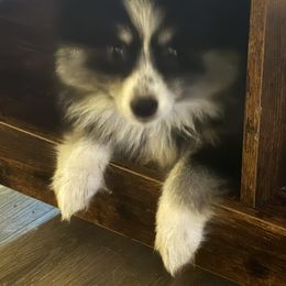 Pomeranian and Pomsky Puppies from Pom Pom Pomskies-TN