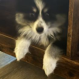 Pomeranian and Pomsky Puppies from Pom Pom Pomskies-TN