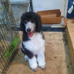 Orange collar - Parti male Poodle puppy in Hernando, Florida from Loveablepoodles