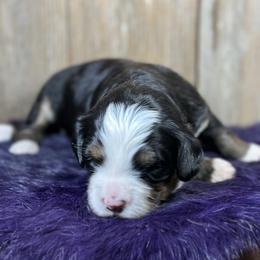 Sundae - Tri-color female Bernedoodle puppy in El Campo, Texas from Little Fur Friends Bernedoodles