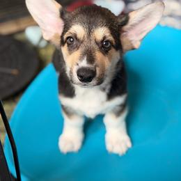 William - Black and tan male Pembroke Welsh Corgi puppy in Snellville, Georgia from Laur's Classic Corgis