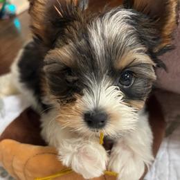 Blue - Black tan and white male Biewer Terrier puppy in Fruitport, Michigan from Nest of Wellbeing’s Biewers