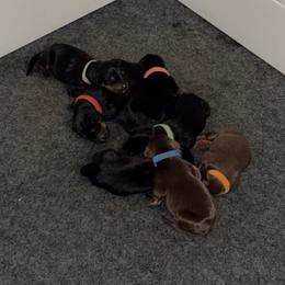 Red Collar - Black and rust male Doberman Pinscher puppy in Albuquerque, New Mexico from Dobie Sunrise