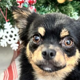 Chihuahuas from Pensacola Chi Garden
