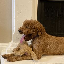 Goldendoodles from Mahogany Doodles