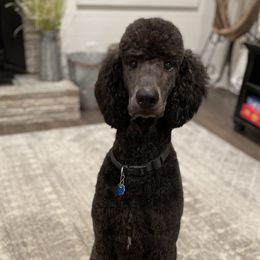 Aussiedoodles, Goldendoodles, Labradoodles, and Poodles from Magnolia State Poodles and Doodles