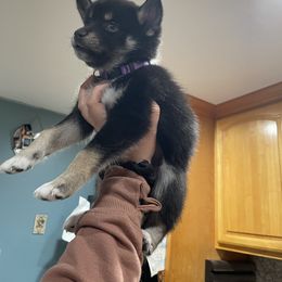 Pomsky Puppies from Urban Sky Kennel