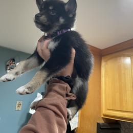 Pomsky Puppies from Urban Sky Kennel