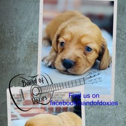 Boy, AKC, cream - Cream male Dachshund puppy in Carriere, Mississippi from Band Of Doxies