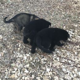 German Shepherd Puppies from KVA Shepherds