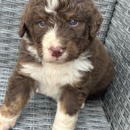 Charlie - Tri-color male Bernedoodle puppy in Blairsville, Kentucky from Georgia mountain Bernedoodles