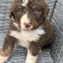 Charlie - Tri-color male Bernedoodle puppy in Blairsville, Kentucky from Georgia mountain Bernedoodles