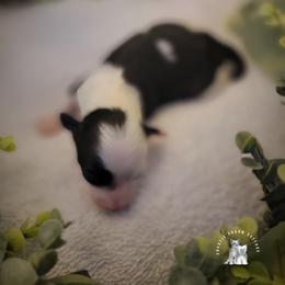 Chinese Crested Puppies from Crestie Charm Cottage
