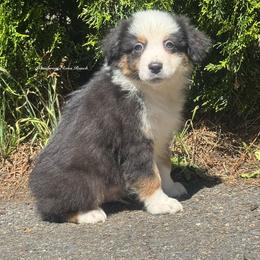 Refund- black tri male 7 - Black tri-color male Australian Shepherd puppy in Chehalis, Washington from Wandering Acres Ranch