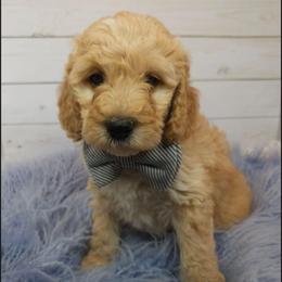 Nick Wilde - Apricot male Poodle puppy in Farley, Iowa from Iowa's Doodle Co.