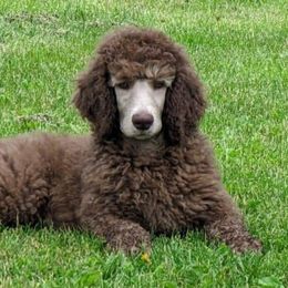 Poodle Puppies from RK'S Pets
