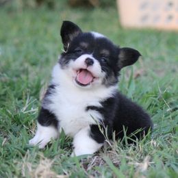 American Corgi, French Bulldog, and Pembroke Welsh Corgi Puppies from Moonstone Corgis & Frenchies