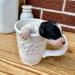 Goldendoodle and Poodle Puppies from SnickerDoodlePups